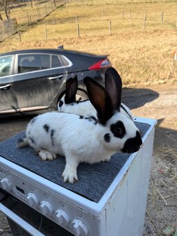 Nemecký obrovitý strakač NOS - 4