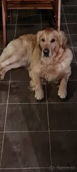 Zlatý retriever šteniatka - 4