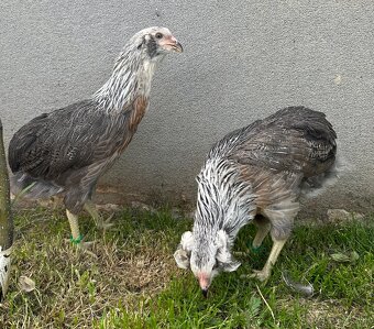 Araucana strieborna - 4