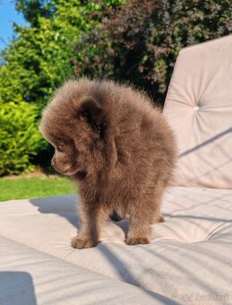 Pomeranian s PP - 4