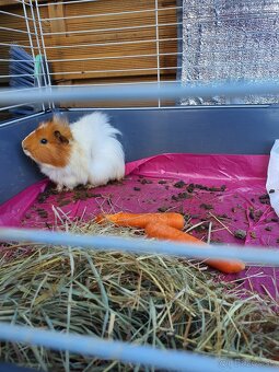 Morské prasiatko - 4