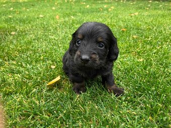 Jazvecik Dlhosrsty - 4