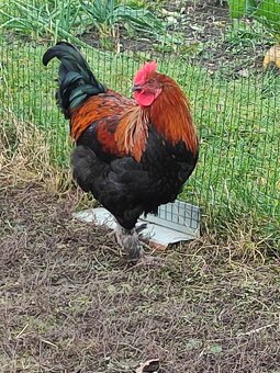 Predám KOHÚTOV Marans medenokrkej - 4