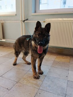 Nemecký ovčiak - 4