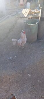 Araucana levander - 4
