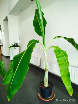 Raritny Bananovnik Snežný - Ensete Glaucum s bielym kmenom - 4