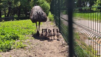Emu hnedý - 4