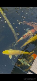 Koi kapre - 4