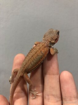Agama bradata Hypo Trans Leatherback het Zero - 4