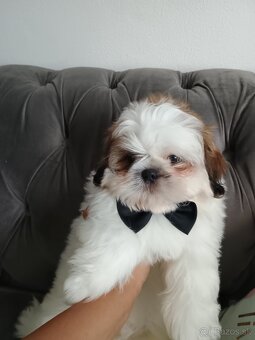 Shih tzu - 4