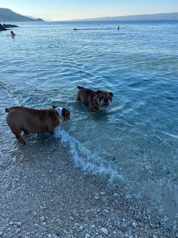 Anglicky Bulldog s PP na KRYTIE, buldog, Buldok , - 4