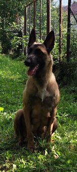 Belgický ovčiak malinois - 4