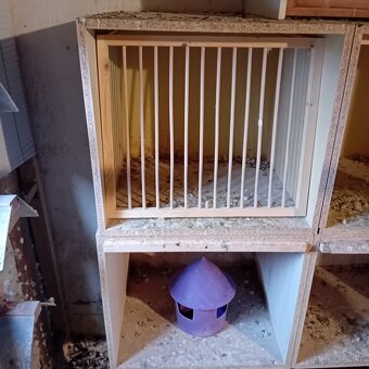 Rozpredam holubnik plus hodiny benzing - 4