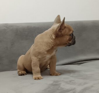 Francuzsky buldoček - 4