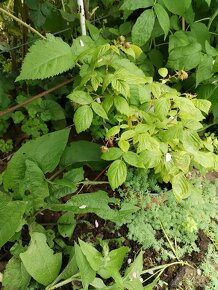 Maliny celoročné v kvetináči - 4