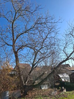 Predám strom orech - 4