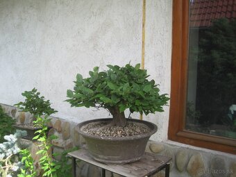 bonsai,bonsaj-hrab 35 - 4