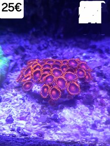 Morské korále - 4