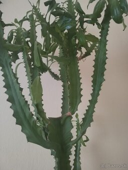 Euphorbia trigona - 4