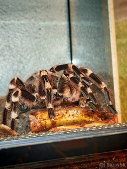 Acanthoscurria geniculata - 4