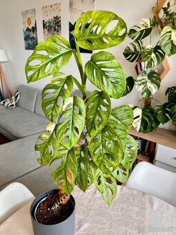 Monstera Adansonii Mint - 4