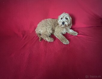 Cockapoo - 4