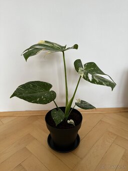 Monstera thai constalation - 4