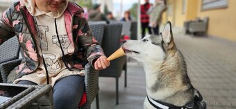 Sibírsky Husky na krytie - 4