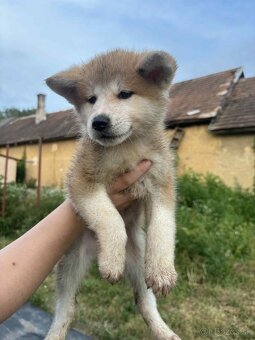 Šteniatka Akita Inu - 4
