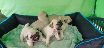 Mops - 4