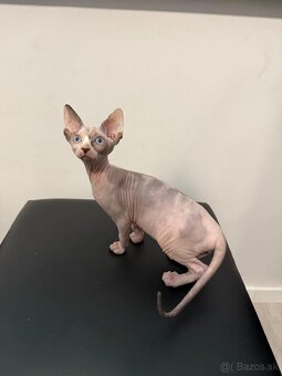 Don Sphynx - 4