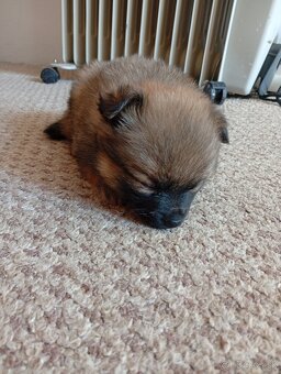 Pomeranian špic - 4