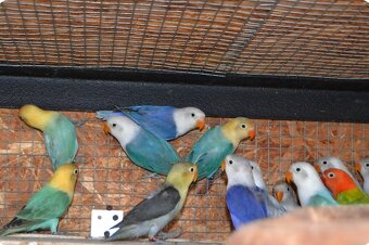 Agapornis fisher - 4