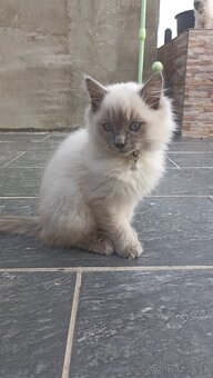 Maciatka Ragdoll - 4