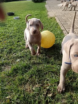 Weimarsky stavač - 4