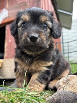 Jazvečík, yorkshire, šteniatka - 4