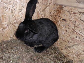 Predám králiky. - 4