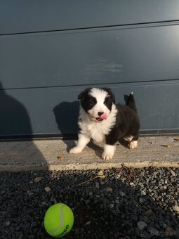 Šteniatka border kólia - 4