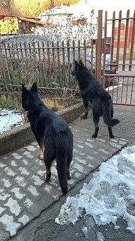 Šteniatka Nemecký ovčiak - 4