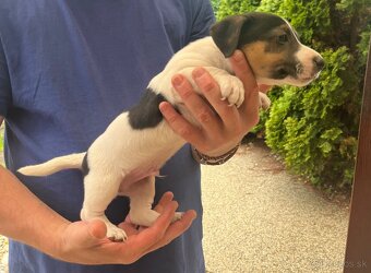 Tricolor Jack Rusell Terrier - 4