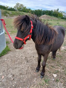Mini shetland pony kobyla. 70cm. - 4
