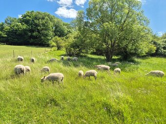 Clun forest - 4