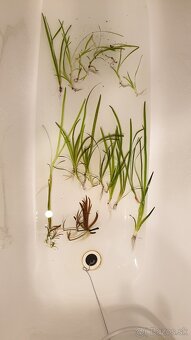 Vallisneria spiralis red - 4