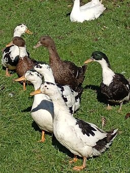 Ruánske kačice - 4