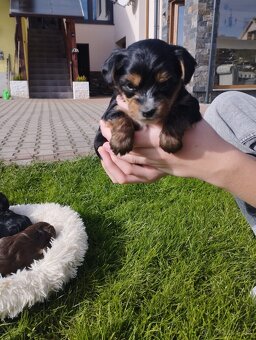 Predám Yorkshire teriér - 4