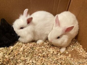 Zakrslý králik, zakrslý zajačik - 4