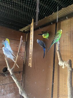 Andulky + klietka voliera - 4