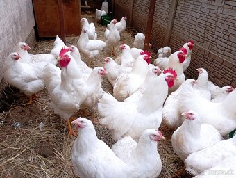 Plymutka biela násadové vajcia - 4