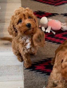 Pudel pudlik poodle - 4