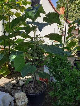 Cisarsky strom Paulownia a Aloe vera - 4